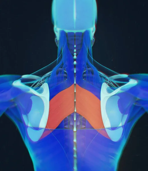 Rhomboids and scapular retraction