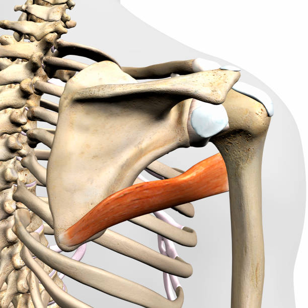 All about the Teres Major and Minor